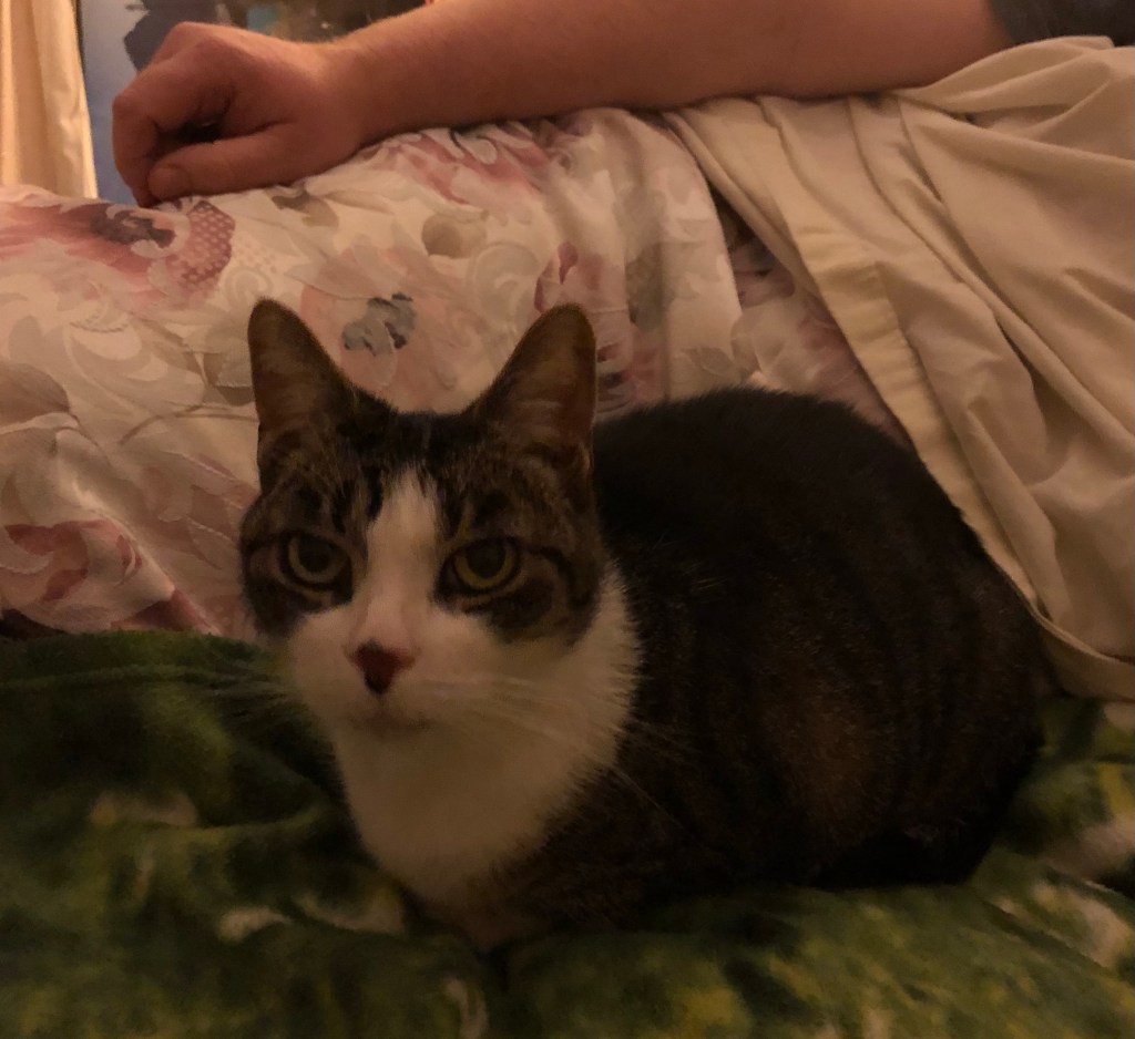 Cats Choose Their&nbsp;People