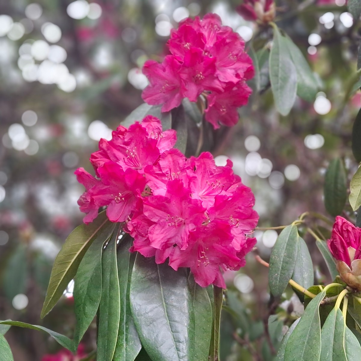 The Scent Of&nbsp;Home