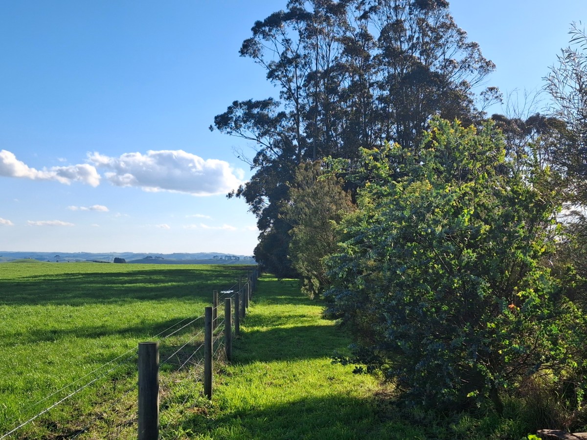 Papa’s Hill